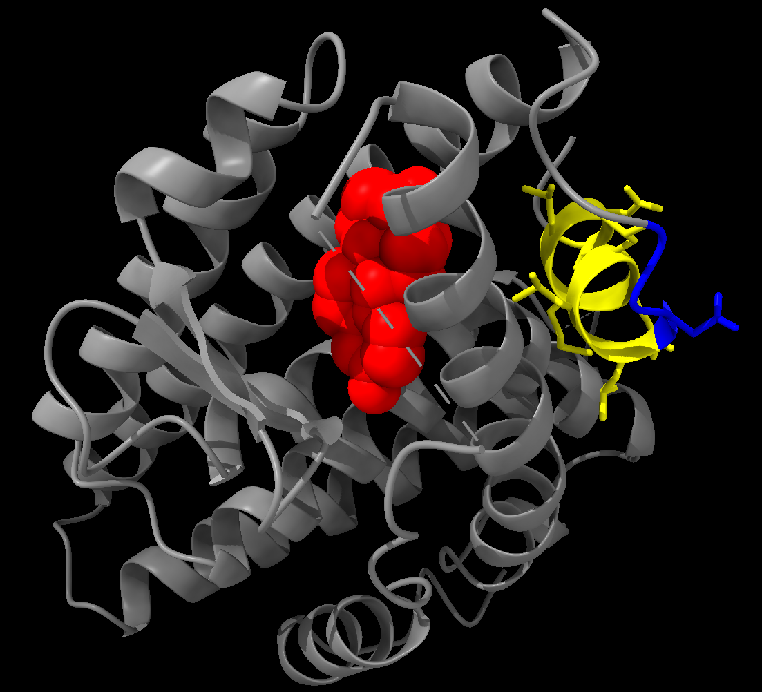 Example representation of the 1ERE structure: protein secondary structure shown as cartoon; EST ligand shown in red with sphere-stype atoms; residues 538-546 highlighted in yellow with stick-style atoms; mutations of interest in blue with stick-style atoms.