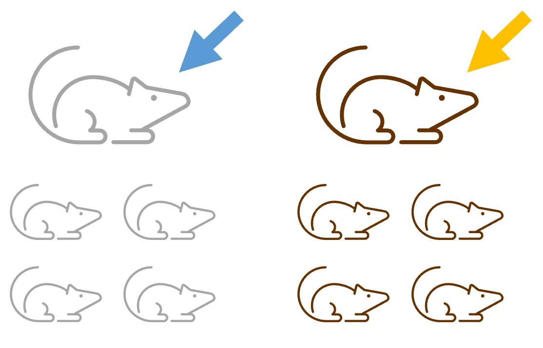 Treatment applied to pregnant dams
