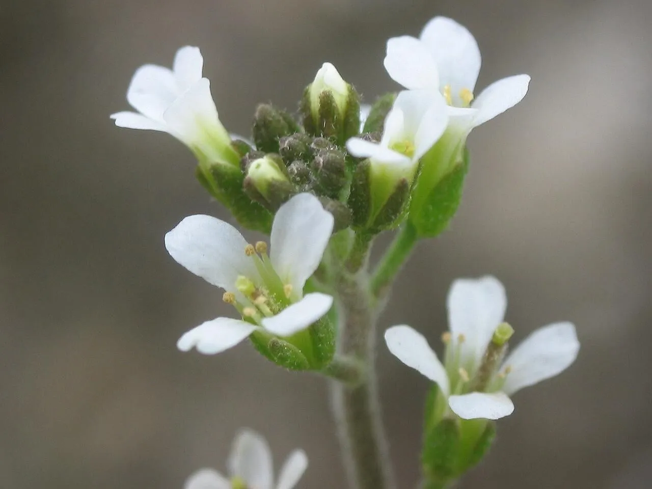 Close-up of an arabidopsis plant, with delicate white flowers