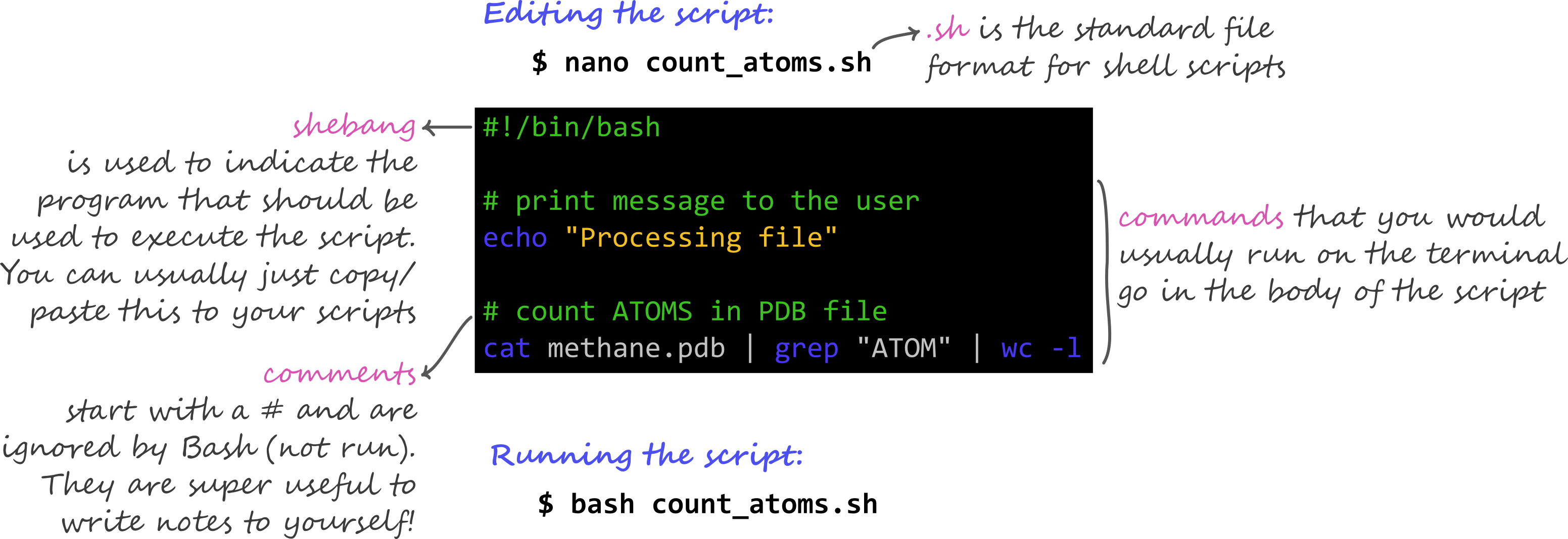 Diagram summarising how a shell script is organised, including the shebang, comments and code.